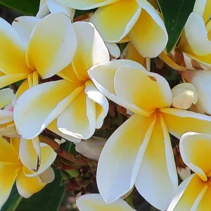 Plumeria rubra 'Celadine', Plumeria Celadine, Celadine Plumeria, Celadine Frangipani, Frangipani 'Celadine', Plumeria 'Celadine', Yellow Plumeria, Yellow Frangipani, Fragrant Shrubs