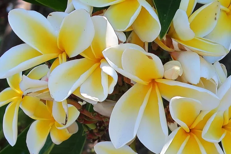 Plumeria rubra 'Celadine', Plumeria Celadine, Celadine Plumeria, Celadine Frangipani, Frangipani 'Celadine', Plumeria 'Celadine', Yellow Plumeria, Yellow Frangipani, Fragrant Shrubs