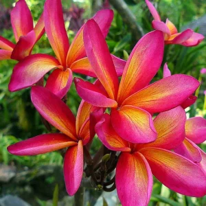 Plumeria rubra 'Intense Rainbow', Plumeria Intense Rainbow, Intense Rainbow Plumeria, Intense Rainbow Frangipani, Frangipani 'Intense Rainbow', Plumeria 'Intense Rainbow', Pink Plumeria, Pink Frangipani, Fragrant Shrubs