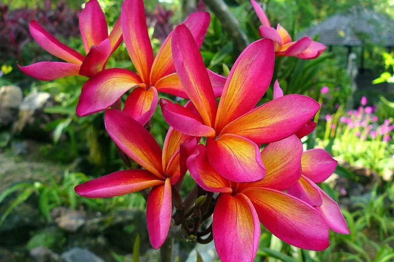 Plumeria rubra 'Intense Rainbow', Plumeria Intense Rainbow, Intense Rainbow Plumeria, Intense Rainbow Frangipani, Frangipani 'Intense Rainbow', Plumeria 'Intense Rainbow', Pink Plumeria, Pink Frangipani, Fragrant Shrubs