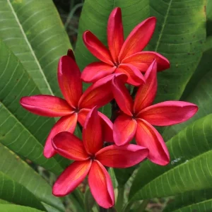 Plumeria rubra 'Kauka Wilder', Plumeria Kauka Wilder, Kauka Wilder Plumeria, Kauka Wilder Frangipani, Frangipani 'Kauka Wilder', Plumeria 'Kauka Wilder', Red Plumeria, Red Frangipani, Fragrant Shrubs