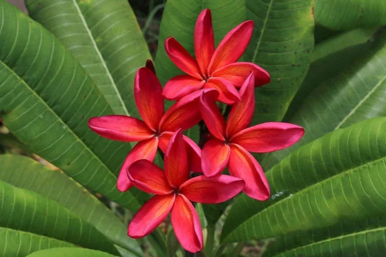 Plumeria rubra 'Kauka Wilder', Plumeria Kauka Wilder, Kauka Wilder Plumeria, Kauka Wilder Frangipani, Frangipani 'Kauka Wilder', Plumeria 'Kauka Wilder', Red Plumeria, Red Frangipani, Fragrant Shrubs