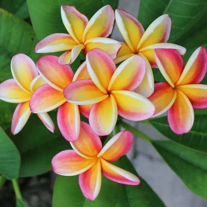 Plumeria rubra Nebel's Rainbow, Plumeria Nebel's Rainbow, INebel's Rainbow Plumeria, Nebel's Rainbow Frangipani, Frangipani 'Nebel's Rainbow, Plumeria 'Nebel's Rainbow', Bicolor Plumeria, Bicolor Frangipani, Fragrant Shrubs