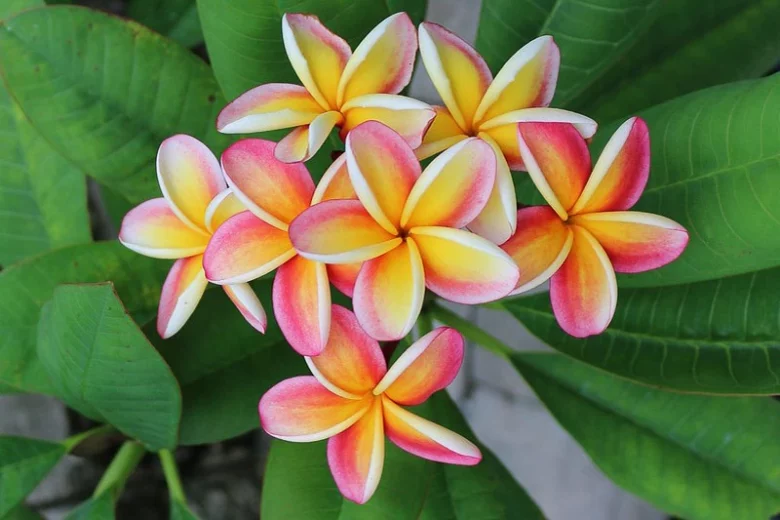 Plumeria rubra Nebel's Rainbow, Plumeria Nebel's Rainbow, INebel's Rainbow Plumeria, Nebel's Rainbow Frangipani, Frangipani 'Nebel's Rainbow, Plumeria 'Nebel's Rainbow', Bicolor Plumeria, Bicolor Frangipani, Fragrant Shrubs