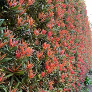 Podocarpus macrophyllus Mood Ring®, Chinese Podocarpus Mood Ring®, Shrubby Podocarpus Mood Ring®, Podocarpus macrophyllus 'Sosa'