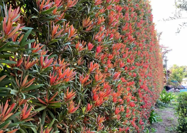 Podocarpus macrophyllus Mood Ring®, Chinese Podocarpus Mood Ring®, Shrubby Podocarpus Mood Ring®, Podocarpus macrophyllus 'Sosa'