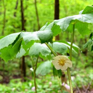 Podophyllum peltatum, May Apple, American Mandrake, Behen, Devil's Apple, Duck's Foot, Ground Lemon, Hog Apple, Indian Apple, Indian May Apple, Peca, Raccoon Berry, Wild Jalap, Wild Lemon Tree, Wild Mandrake, Shade perennials, White flowers