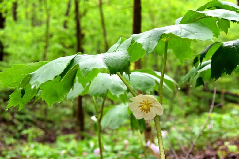 Podophyllum peltatum, May Apple, American Mandrake, Behen, Devil's Apple, Duck's Foot, Ground Lemon, Hog Apple, Indian Apple, Indian May Apple, Peca, Raccoon Berry, Wild Jalap, Wild Lemon Tree, Wild Mandrake, Shade perennials, White flowers