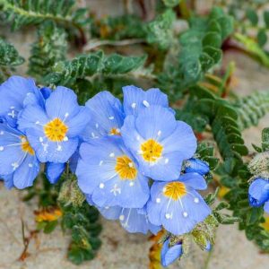 Polemonium boreale, Northern Jacob's Ladder, Arctic Jacob's Ladder, Blue Flowers