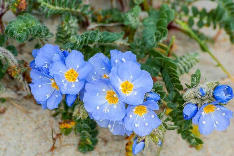 Polemonium boreale, Northern Jacob's Ladder, Arctic Jacob's Ladder, Blue Flowers