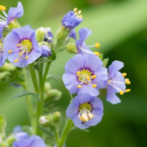 Polemonium boreale Heavenly Habit, Northern Jacob's Ladder 'Heavenly Habit', Arctic Jacob's Ladder 'Heavenly Habit', Blue Flowers
