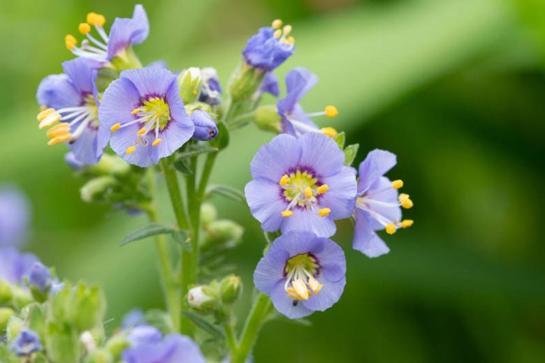 Polemonium boreale Heavenly Habit, Northern Jacob's Ladder 'Heavenly Habit', Arctic Jacob's Ladder 'Heavenly Habit', Blue Flowers
