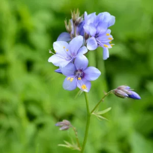 Polemonium caeruleum, Jacob's Ladder, American Great Valerian, Charity, Great Valerian, Ladder to Heaven, Make-Bate, Blue Flowers