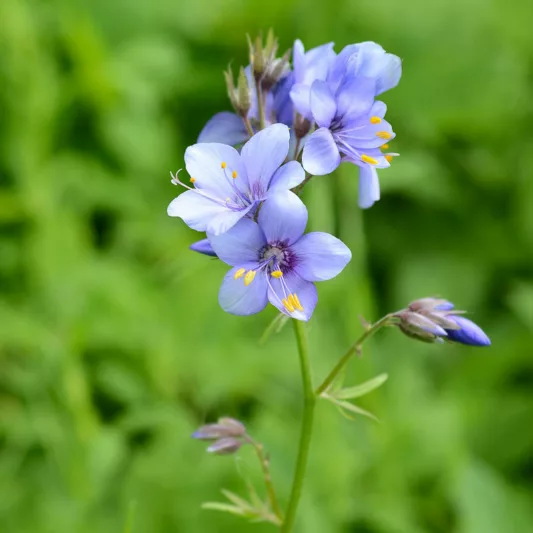Polemonium caeruleum, Jacob's Ladder, American Great Valerian, Charity, Great Valerian, Ladder to Heaven, Make-Bate, Blue Flowers