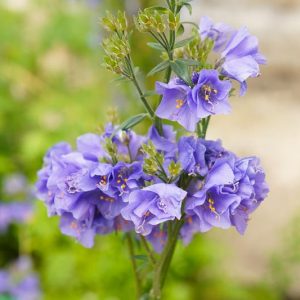 Polemonium caeruleum 'Bambino Blue', Jacob's Ladder 'Bambino Blue', Great Valerian 'Bambino Blue', Ladder to Heaven 'Bambino Blue', Blue Flowers