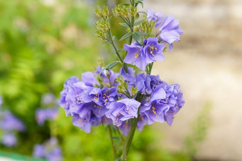 Polemonium caeruleum 'Bambino Blue', Jacob's Ladder 'Bambino Blue', Great Valerian 'Bambino Blue', Ladder to Heaven 'Bambino Blue', Blue Flowers