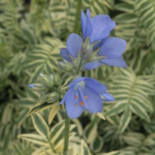 Polemonium caeruleum Brise d'Anjou, Jacob's Ladder Brise d'Anjou, Great Valerian Brise d'Anjou, Ladder to Heaven Brise d'Anjou, Blue Flowers