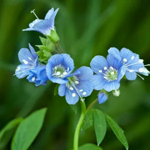 Polemonium reptans, Jacob's Ladder, Bluebells, Creeping Jacob's Ladder, Great Valerian, Sweet Root, Blue Flowers