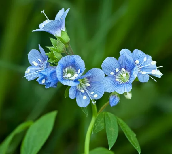 Polemonium reptans, Jacob's Ladder, Bluebells, Creeping Jacob's Ladder, Great Valerian, Sweet Root, Blue Flowers