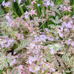 Polemonium reptans 'Stairway to Heaven', Jacob's Ladder 'Stairway to Heaven', Bluebells 'Stairway to Heaven', Creeping Jacob's Ladder 'Stairway to Heaven', Great Valerian 'Stairway to Heaven', Sweet Root 'Stairway to Heaven', Blue Flowers