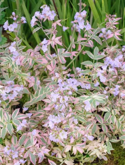 Polemonium reptans 'Stairway to Heaven', Jacob's Ladder 'Stairway to Heaven', Bluebells 'Stairway to Heaven', Creeping Jacob's Ladder 'Stairway to Heaven', Great Valerian 'Stairway to Heaven', Sweet Root 'Stairway to Heaven', Blue Flowers