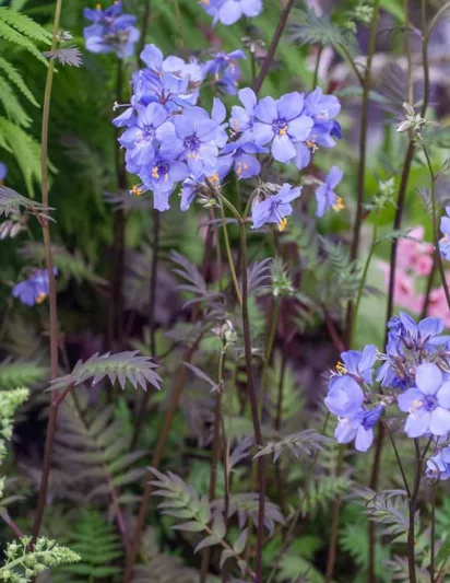 Polemonium yezoense var. hidakanum 'Purple Rain', Jacob's Ladder 'Purple Rain', Hokkaido Jacob's ladder 'Purple Rain', Blue Flowers