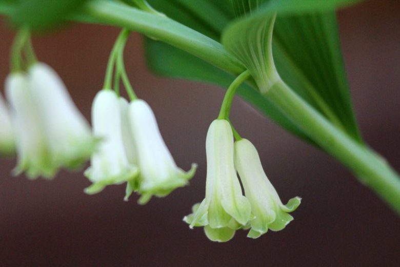 Polygonatum commutatum, Great Solomon's Seal, Giant Solomon's Seal Seal Flower, Polygonatum biflorum, Polygonatum canaliculatum, Polygonatum giganteum, shade perennials, wet soil perennials
