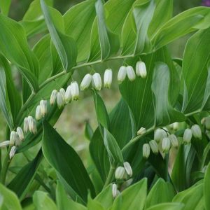 Polygonatum multiflorum, Common Solomon’s-seal, David’s-Harp, Ladder-to-Heaven, Eurasian Solomon’s Seal, Lady's Seal, Lady's Signet, Lily of the Mountain, Many-Flowered Solomon's Seal, White Root, shade perennials, wet soil perennials