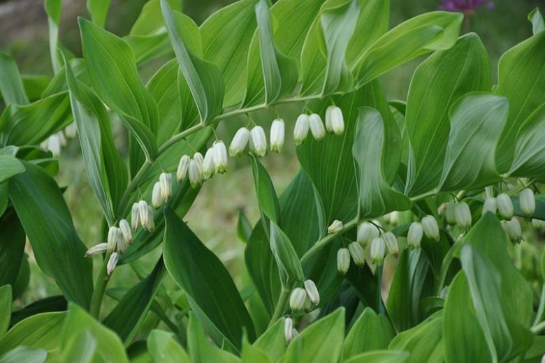 Polygonatum multiflorum, Common Solomon’s-seal, David’s-Harp, Ladder-to-Heaven, Eurasian Solomon’s Seal, Lady's Seal, Lady's Signet, Lily of the Mountain, Many-Flowered Solomon's Seal, White Root, shade perennials, wet soil perennials