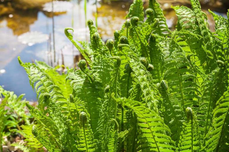Polypodium californicum,  California Polypody, plants for shade, Evergreen Fern