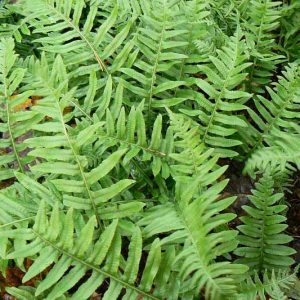 Polypodium glycyrrhiza,  Licorice Fern, Many-Footed Fern, Sweet Root, plants for shade, Deciduous Fern, Shade Perennial