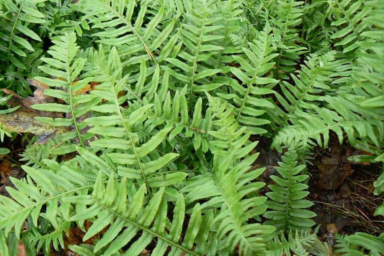Polypodium glycyrrhiza,  Licorice Fern, Many-Footed Fern, Sweet Root, plants for shade, Deciduous Fern, Shade Perennial