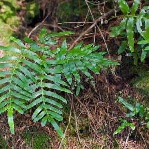 Polypodium scouleri,  Leathery Polypody, Rock Polypody, Evergreen Fern, Shade Evergreen Plants, California Native Plants