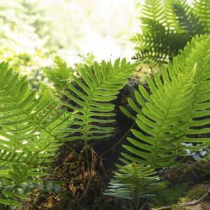 Polypodium virginianum,  Common Polypody, Rock Polypody, Western Polypody, American Wall Fern, Polypodium vulgare var. virginianum, Evergreen Fern, Shade Evergreen Plants