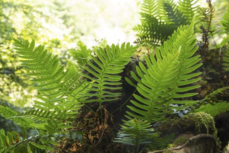 Polypodium virginianum,  Common Polypody, Rock Polypody, Western Polypody, American Wall Fern, Polypodium vulgare var. virginianum, Evergreen Fern, Shade Evergreen Plants