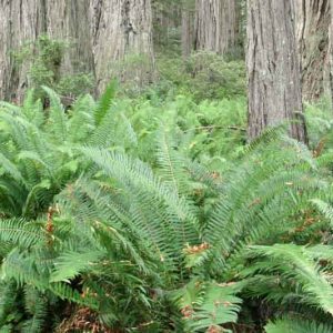 Polystichum munitum, Western Sword Fern, Sword Fern, Giant Holly Fern, Aspidium munitum, Evergreen Fern, Shade plants, shade perennial, plants for shade