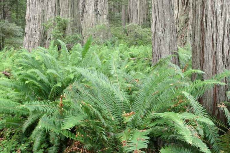 Polystichum munitum, Western Sword Fern, Sword Fern, Giant Holly Fern, Aspidium munitum, Evergreen Fern, Shade plants, shade perennial, plants for shade