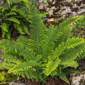 Polystichum Setiferum Herrenhausen, Soft Field Fern Herrenhausen, Evergreen Fern, Shade plants, shade perennial, plants for shade, plants for wet soil