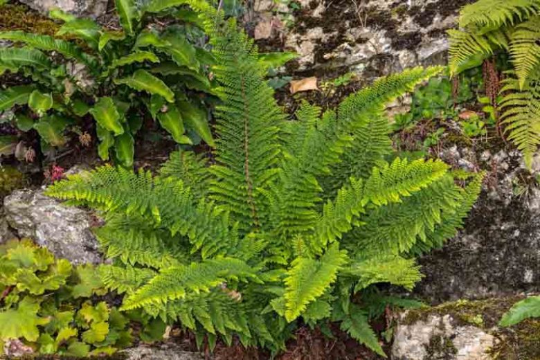Polystichum Setiferum Herrenhausen, Soft Field Fern Herrenhausen, Evergreen Fern, Shade plants, shade perennial, plants for shade, plants for wet soil