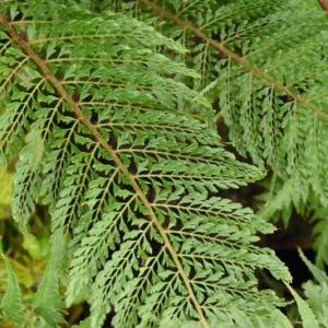 Polystichum Setiferum Pulcherrimum Bevis, Soft Field Fern Pulcherrimum Bevis, Evergreen Fern, Shade plants, shade perennial, plants for shade, plants for wet soil