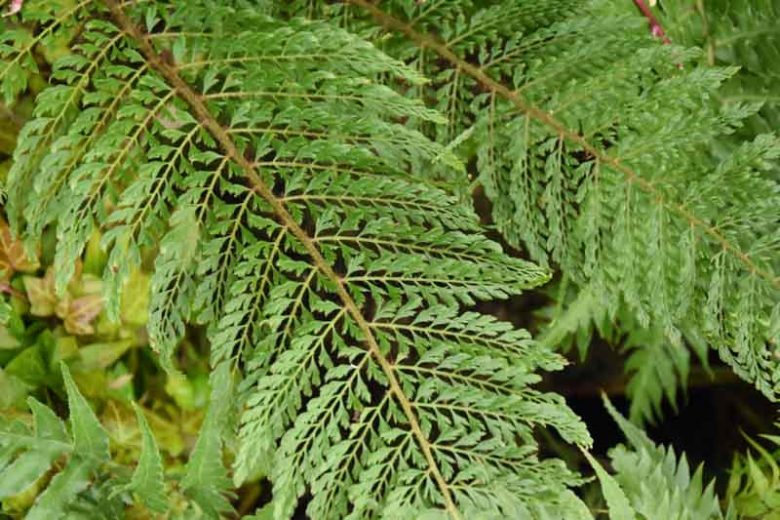 Polystichum Setiferum Pulcherrimum Bevis, Soft Field Fern Pulcherrimum Bevis, Evergreen Fern, Shade plants, shade perennial, plants for shade, plants for wet soil