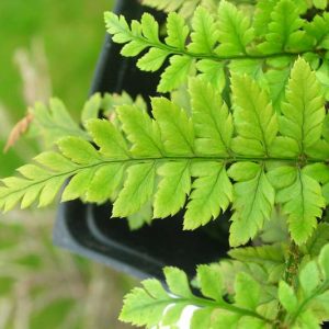 Polystichum tsussimense, Korean Rock Fern, Polystichum tsus-simense, Aspidium tsussimense, Evergreen Fern, Shade plants, shade perennial, plants for shade
