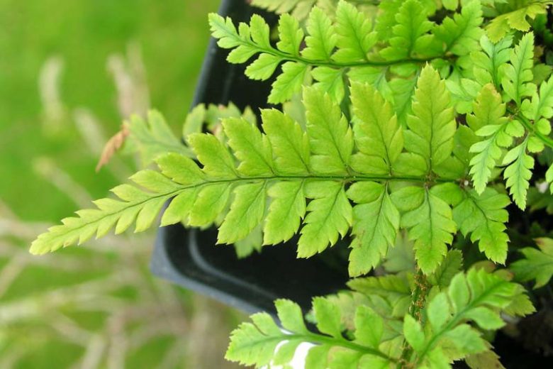 Polystichum tsussimense, Korean Rock Fern, Polystichum tsus-simense, Aspidium tsussimense, Evergreen Fern, Shade plants, shade perennial, plants for shade