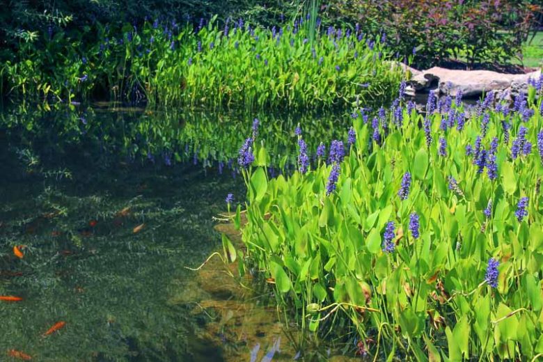 Pontederia cordata, Pickerel Weed, Heart-Leaved Pickerel Weed, Wampee, Pond plants, Aquatic Plants, Plants for wet soils