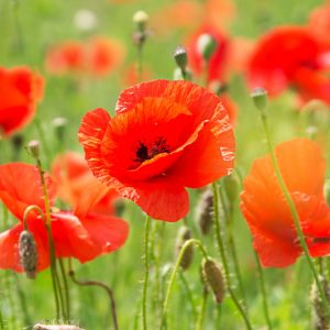 Poppies, Poppy, Blue Poppy, California Poppy, Common Poppy, Corn Poppy, Field Poppy, Flanders Poppy, Himalayan Poppy, Iceland Poppy, Opium Poppy, Oriental Poppy, Red Poppy, Shirley Poppy