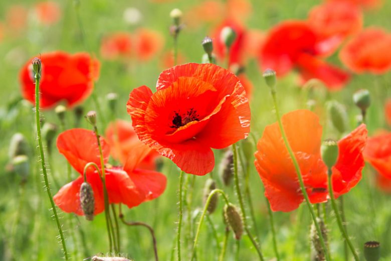 Poppies, Poppy, Blue Poppy, California Poppy, Common Poppy, Corn Poppy, Field Poppy, Flanders Poppy, Himalayan Poppy, Iceland Poppy, Opium Poppy, Oriental Poppy, Red Poppy, Shirley Poppy