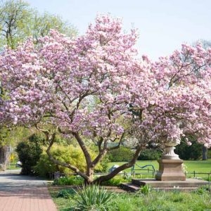 Magnolia, Magnolia Tree, Saucer Magnolia, Southern Magnolia, Star Magnolia, Loebner Magnolia, Sweet Bay Magnolia, Cucumber Tree