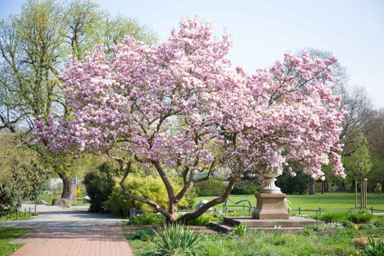 Magnolia, Magnolia Tree, Saucer Magnolia, Southern Magnolia, Star Magnolia, Loebner Magnolia, Sweet Bay Magnolia, Cucumber Tree