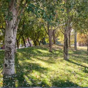 Populus alba, White Poplar, Abele, Abbey, Dutch Beech, Silver-Leaved Poplar, White Asp, Deciduous Tree, Fall Color