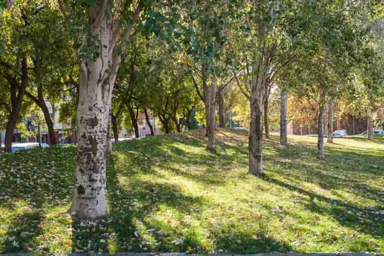 Populus alba, White Poplar, Abele, Abbey, Dutch Beech, Silver-Leaved Poplar, White Asp, Deciduous Tree, Fall Color